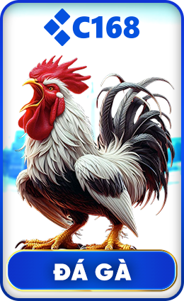 Đá gà C168